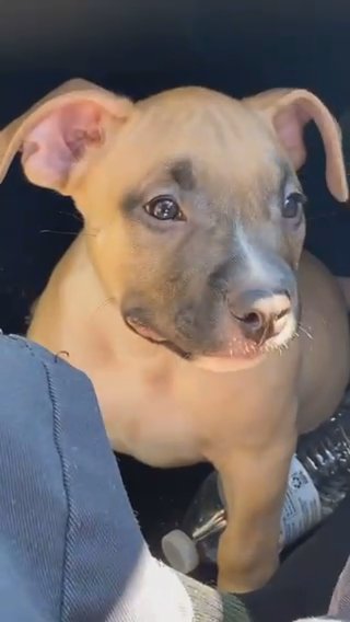 American Pocket Bully in Oklahoma City, Oklahoma