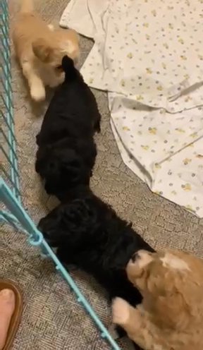 Baby Pups in Norfolk, Virginia