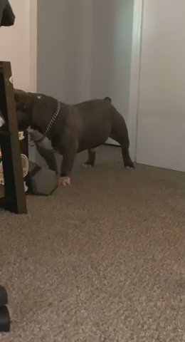 American Pocket Bully Brendl Color in Oklahoma City, Oklahoma
