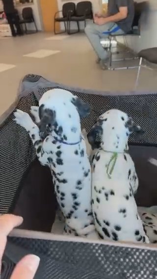 Dalmatian Puppies in Cape Coral, Florida