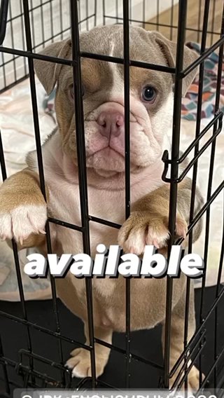 AKC Female in Pearl City, Hawaii