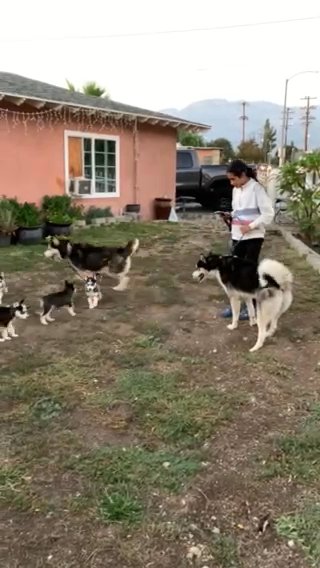 Huskies in Rancho Cucamonga, California