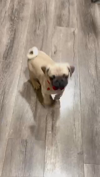 Kiwi (full Pug) in Grand Prairie, Texas