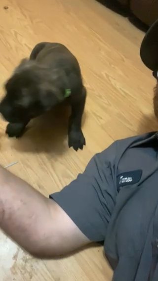 Cane Corso Puppies in Clarksville, Tennessee