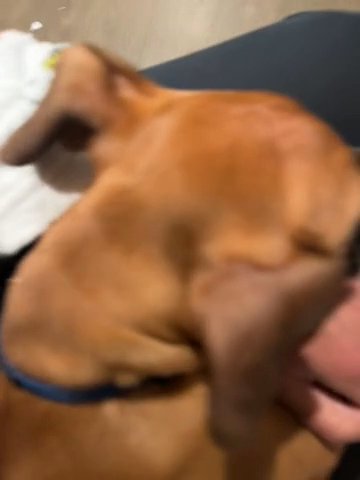 Male Boxer Puppy in Cary, North Carolina
