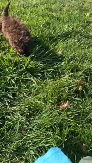 Stella in Indianapolis, Indiana