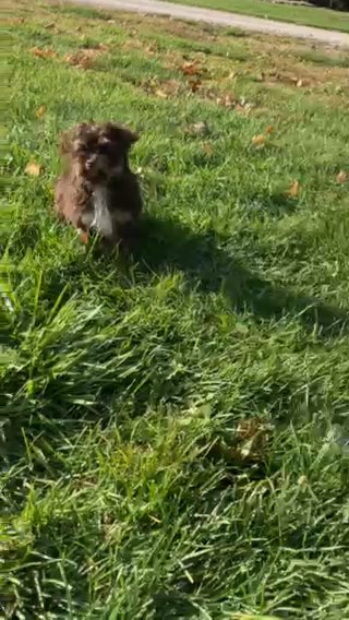 Winston in Indianapolis, Indiana