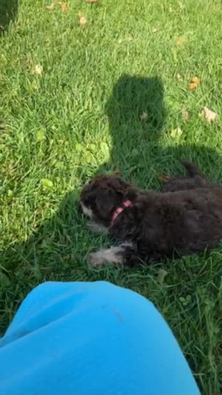 Lucy in Indianapolis, Indiana