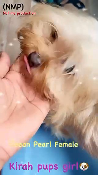 Pretty Import Yorkie Girl in Albany, New York