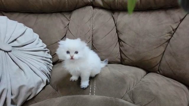 Scottish female kittens in Lexington-Fayette, Kentucky