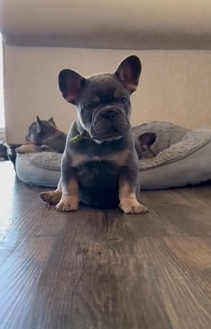 French Bulldog Fluffy Carrier in Houston, Texas