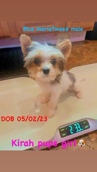 Male Yorkie Tiny Boy in Albany, New York