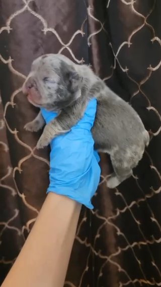 Fluffy And Rojo carrier Frenchie in Ontario, California