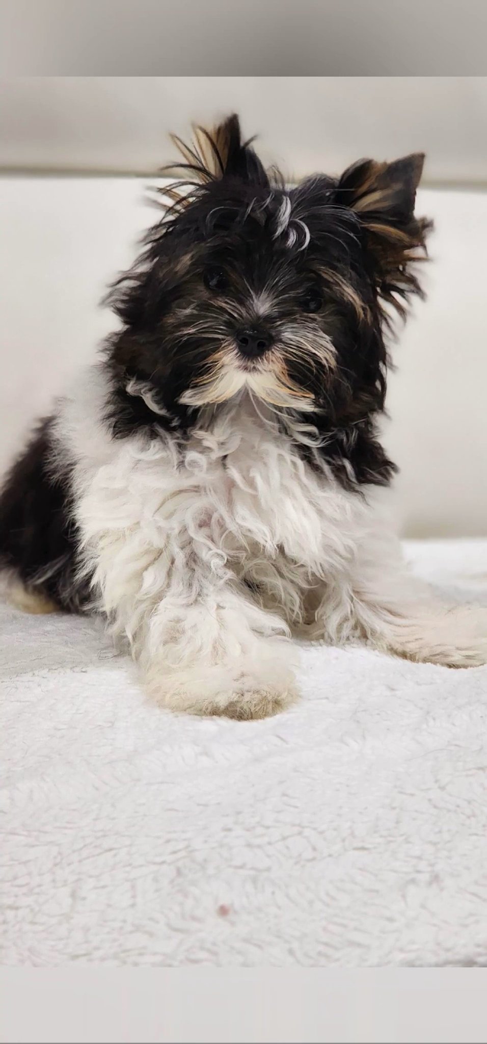 tiny Cooper in Chicago, Illinois