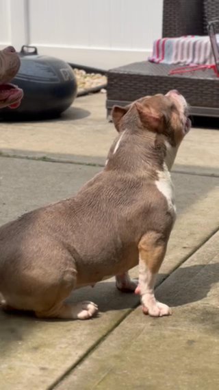 Rhea & Loki Louis V Litter Comeing Soon in Paterson, New Jersey