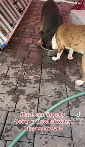 Star And Blaze Litter Coming Soon in Paterson, New Jersey