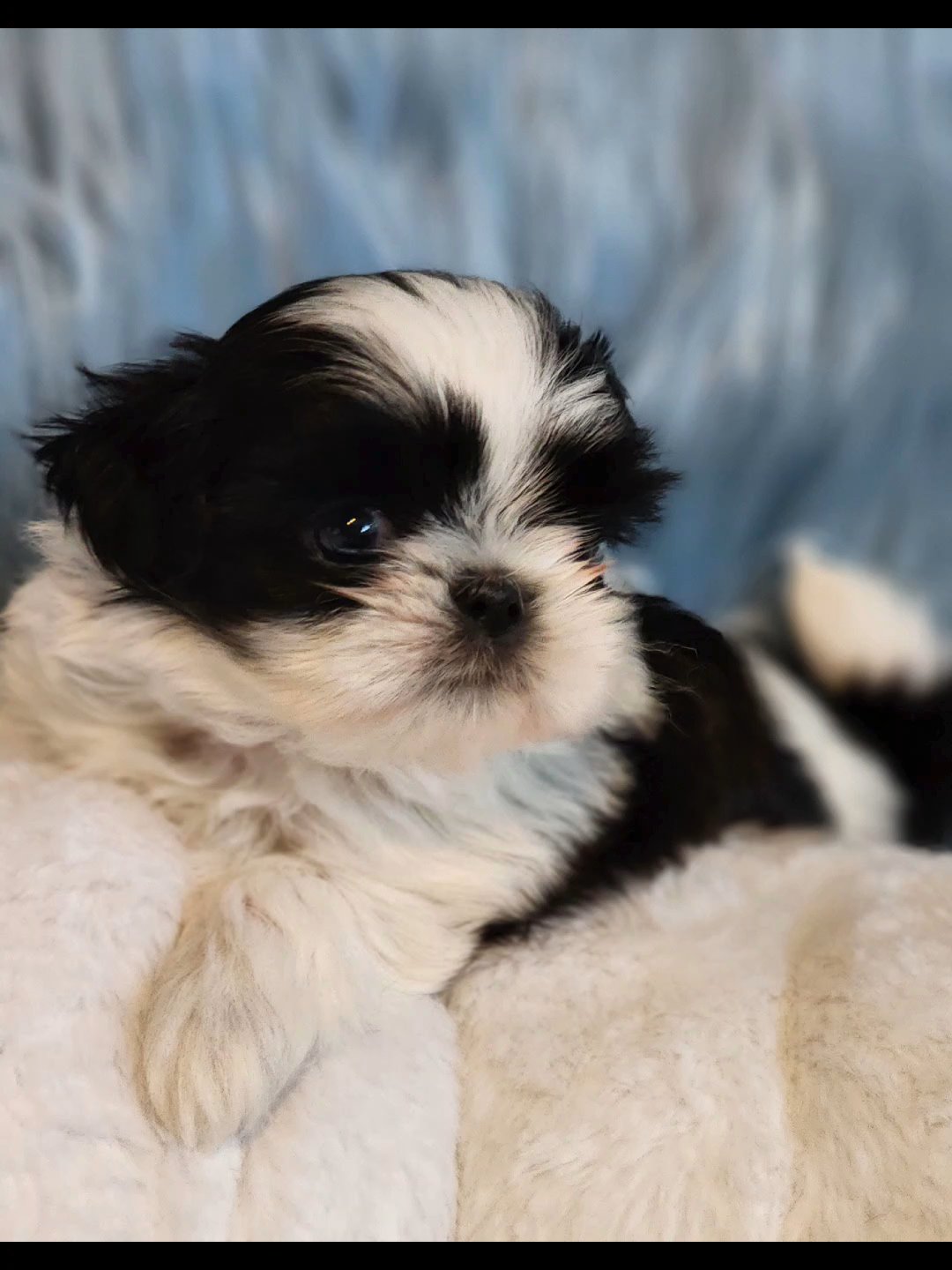 Imperial Benji in Chicago, Illinois