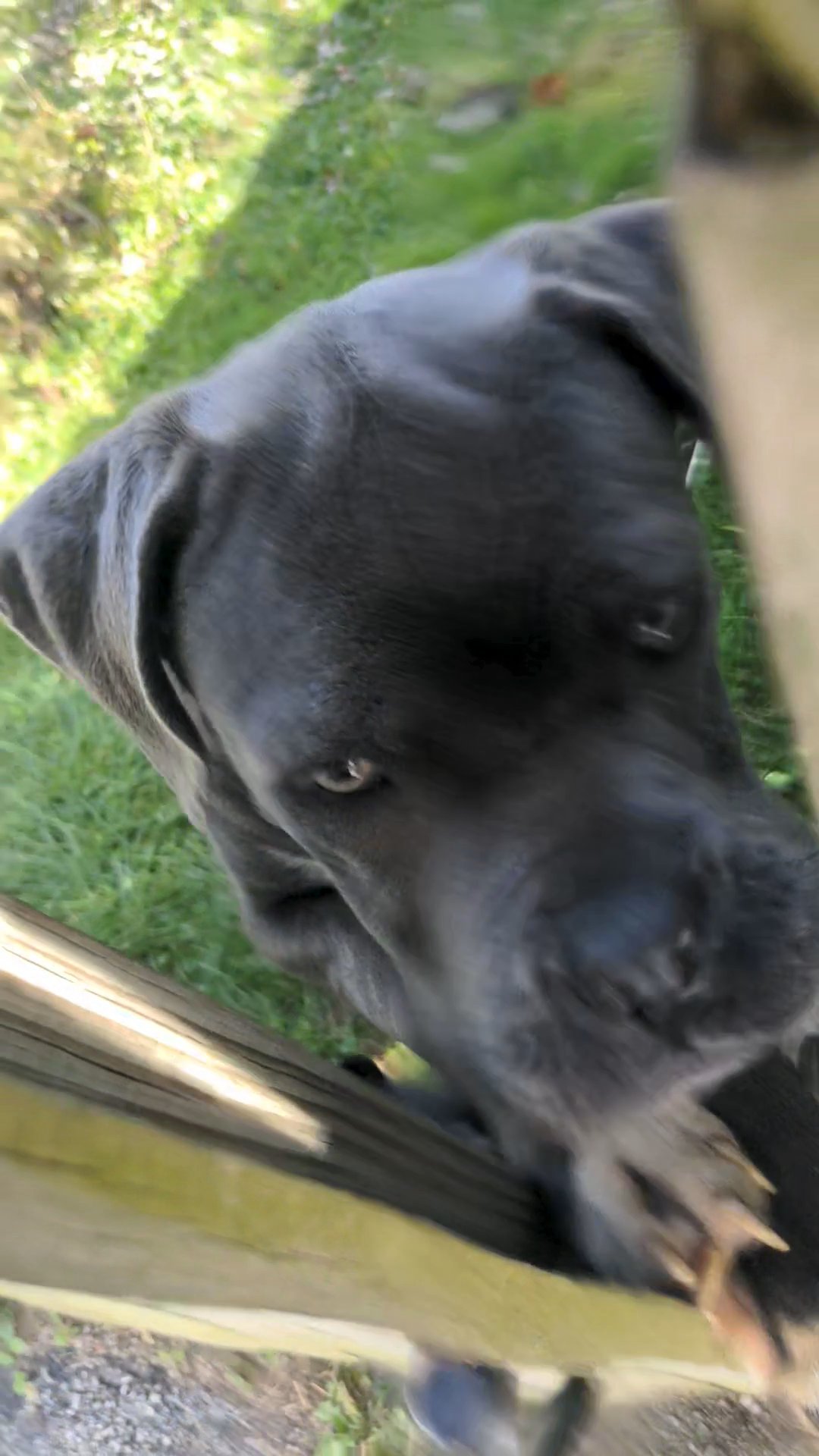blue cane corso in Toledo, Ohio