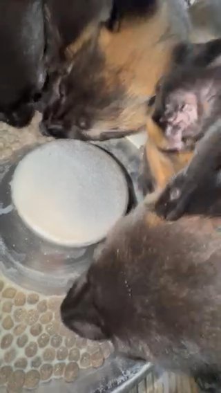 Belgian Malinois (8 Week Old Puppies) in Perris, California