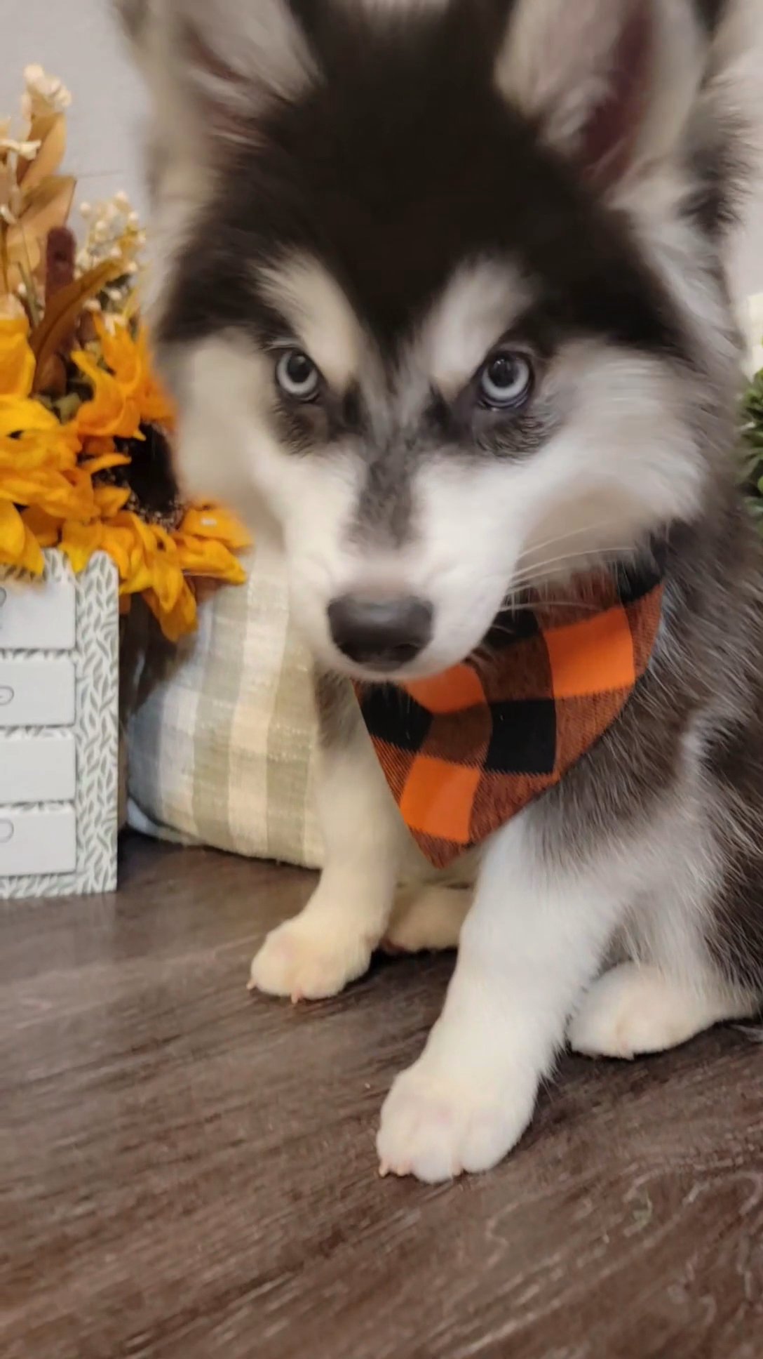 Male Pomsky in San Diego, California