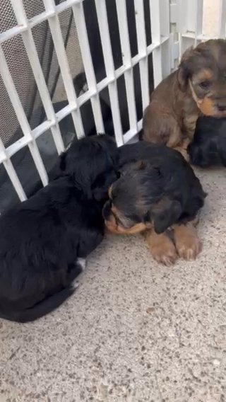 YorkiePoo in San Diego, California