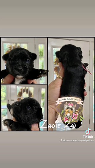 Zadie in Clarksville, Tennessee