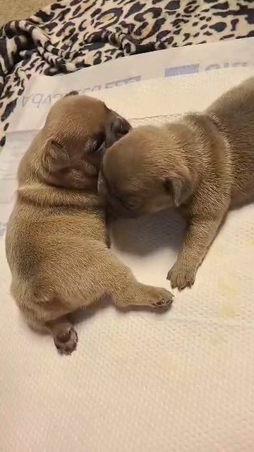 AKC French Bulldog puppies in Columbia, South Carolina