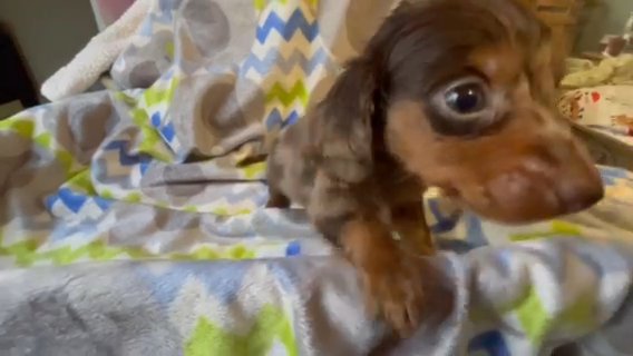 Chocolate Dapple Male Mini Dachshund Puppy in Charlotte, North Carolina