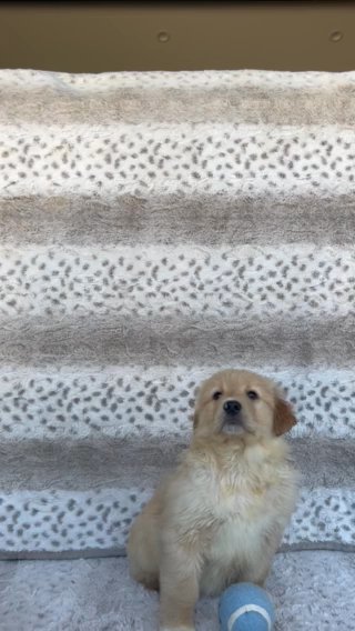 I HAVE THREE FEMALES LEFT (GOLDEN AUSSIES) in Santa Rosa, California