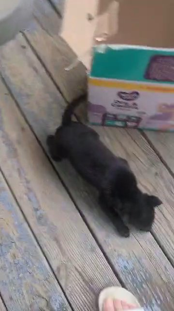 black German Shepherd puppy in Detroit, Michigan
