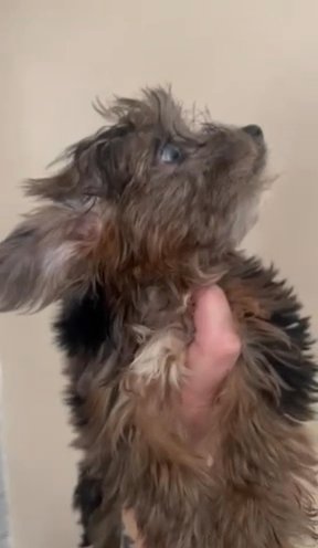 Female Merle Yorkie in Cleveland, Tennessee