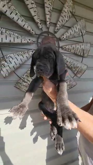 Blue Female Star Collar in Harrisonburg, Virginia