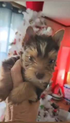 AKC Yorkie in Columbia, South Carolina