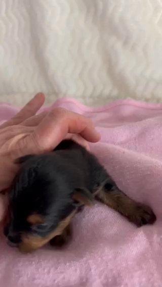 AKC Female Yorkie in Lexington, North Carolina