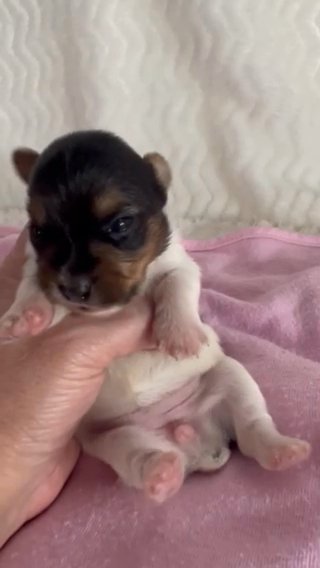 AKC Female parti Yorkie in Lexington, North Carolina