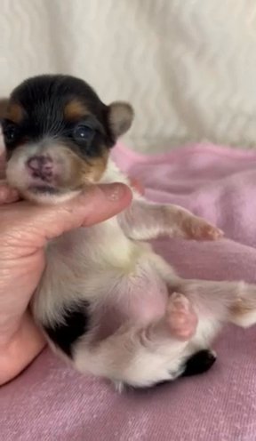 AKC female Parti Yorkie in Lexington, North Carolina