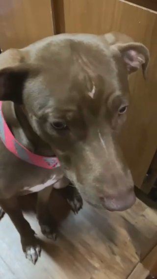 Rehoming Dog in Casper, Wyoming
