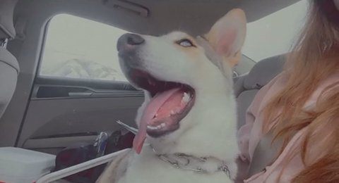 Husky In Need Of A Home in Tooele, Utah
