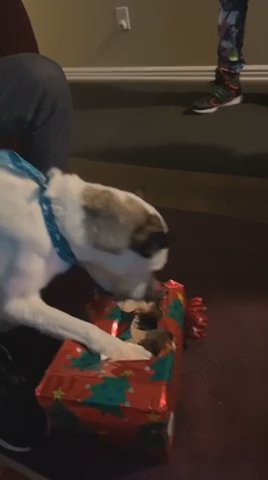 Senior Husky Needing Home in Tooele, Utah