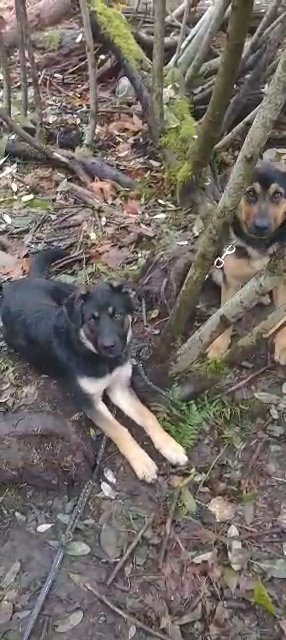 German Shepherd Rottweiler mix in Maple Valley, Washington