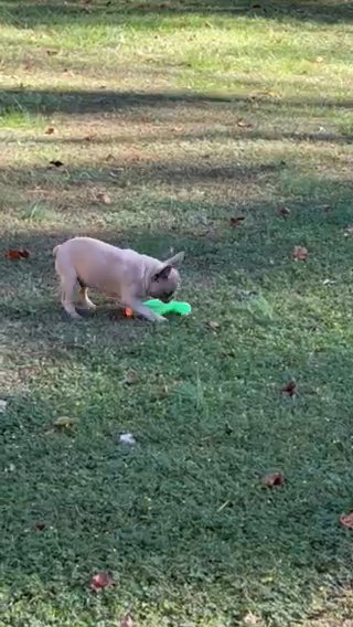 French Bulldog in Raleigh, North Carolina