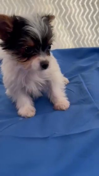 AKC small Size Yorkie, Sweet Boy. in Lexington, North Carolina