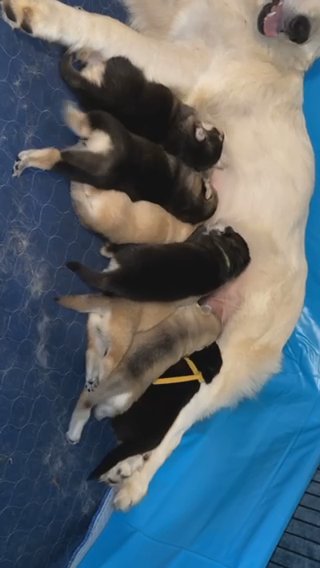 Wolfdog/ Hybrid Shepherd Puppies in Columbia, South Carolina