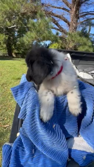 Newfoundland/Great Pyrenees Puppies in Jackson, New Jersey