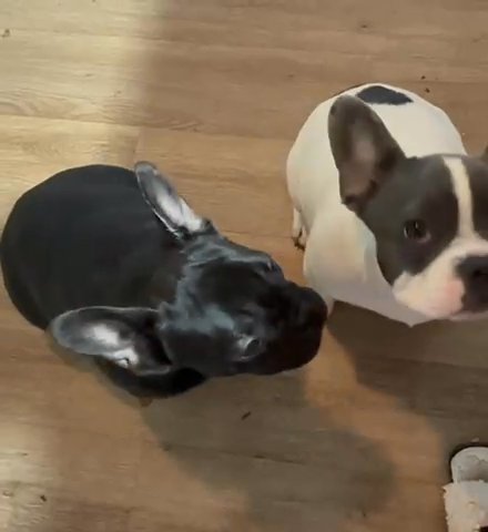 French Bulldog Puppies in Jackson, New Jersey