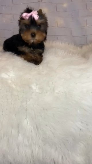 Yorkshire terrier yorkie Girl in Boston, Massachusetts