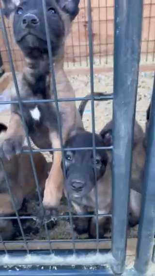 Belgian Malinois Puppies (6 in Total) in Perris, California