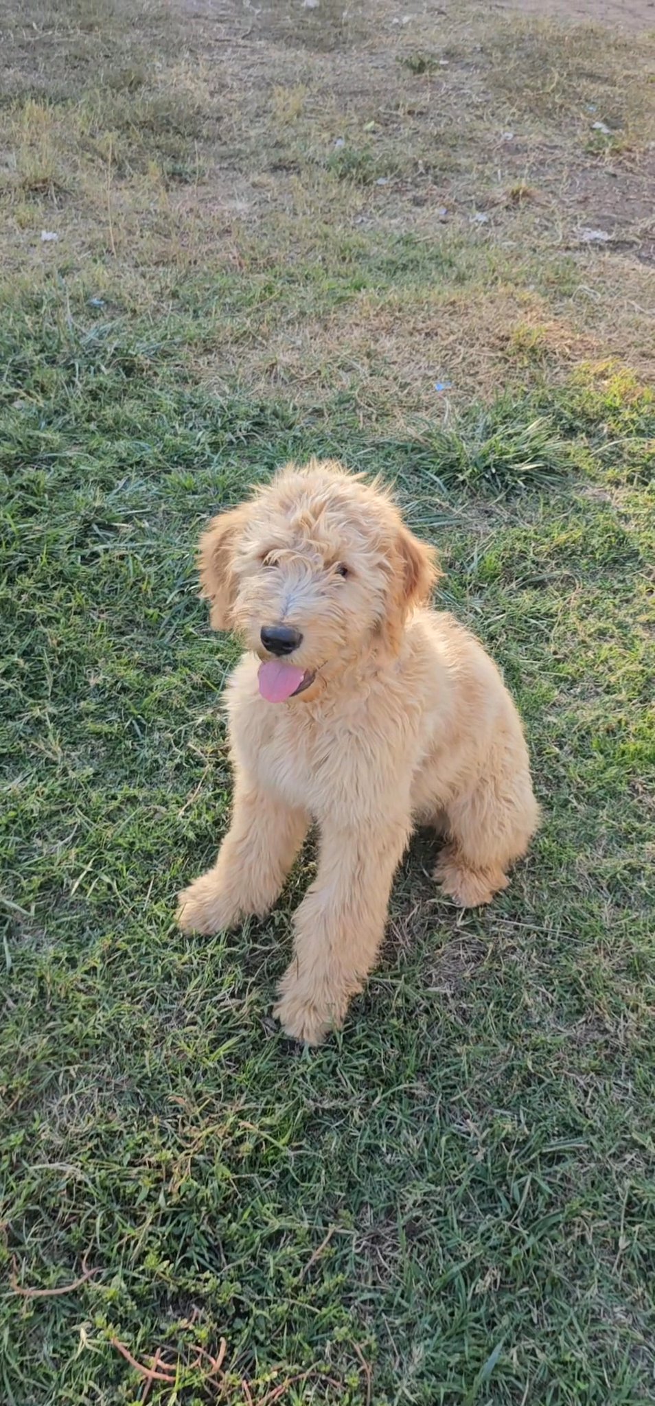 Goldendoodles in La Habra, California