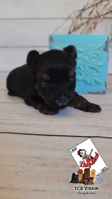 AKC Extreme dark traditional girl Lady Luck in Greenwood, South Carolina