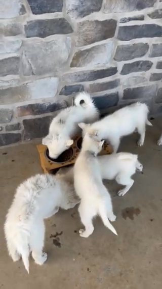 Siberian Husky Puppy in New York City, New York